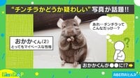 金網に張り付くチンチラの不思議な姿が話題ルズ【平日ひる12時〜生放送】 - PicPoP - 金網に張り付くチンチラの不思議な姿が話題 (ニュース) | 無料動画・見逃し配信を見るなら | ABEMA
