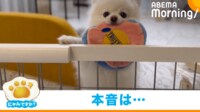 【映像】遊びたい気持ちが爆発したポメラニアン