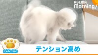 【映像】ソファの上でぐるぐる回るトイプー
