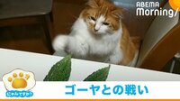 【映像】なかなかゴーヤに触れられない猫