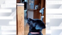 【映像】おやつキャッチに挑戦する子犬