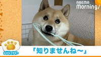 柴犬「ハンガー? 知りませんね」 珍妙な“キョトン顔”が話題