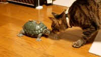【映像】亀の“フィギュア”を“相方”の軍曹と間違える猫