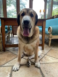 假屋崎省吾『鎌倉の自宅で落雷でエアコンが壊れた‼️』