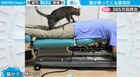 【映像】「肉灸」で施術する猫
