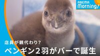 店員が親代わり？ バーでペンギン誕生