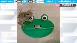 「いないいないばぁ」石鹸入れに収まるカエル…もう1匹のカエルに乗っ取られてしまう様子に「“だーれだ！”ってやつw」と話題