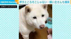 「そこはボタンじゃないよ！」白柴の“間違った”エサやり器の使い方に「困った顔してこっち見るのも可愛すぎ」「手に2回もポンとしたw」