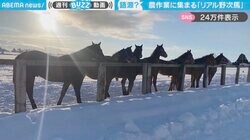 語源？農作業に集まる“野次馬のような様子”が、SNSで話題！「ゾロゾロ集まってくるとはいいますが…w」「みんな興味深々w」