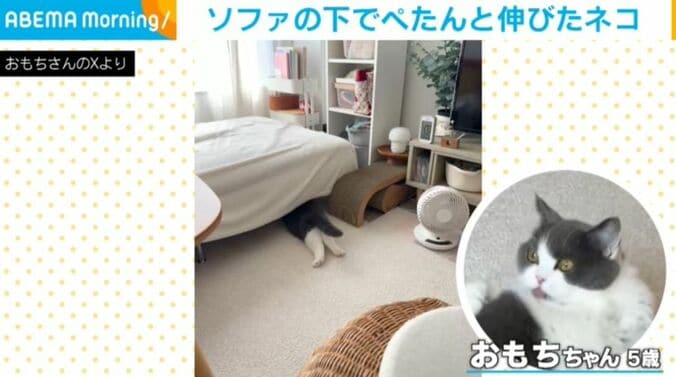猫のおもちちゃん