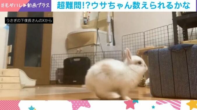 ウサギ