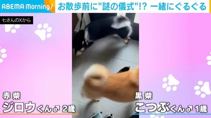 赤柴のジロウくんと黒柴のこつぶくん