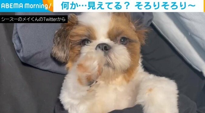 普段は飼い主にされるがままの犬 寝起きに見せた“小さな抵抗”に「眠たそうｗｗ」「可愛いすぎ」と反響 1枚目