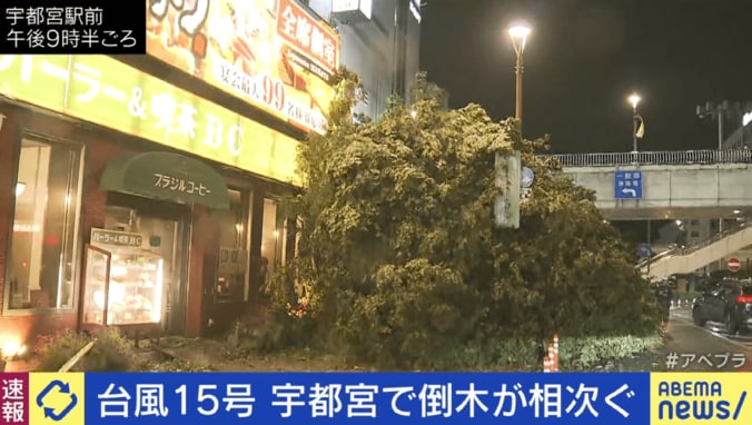 倒木で歩道が塞がれる