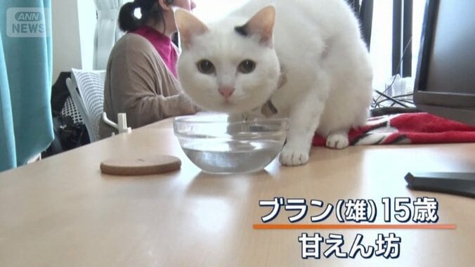 ブラン（雄）15歳