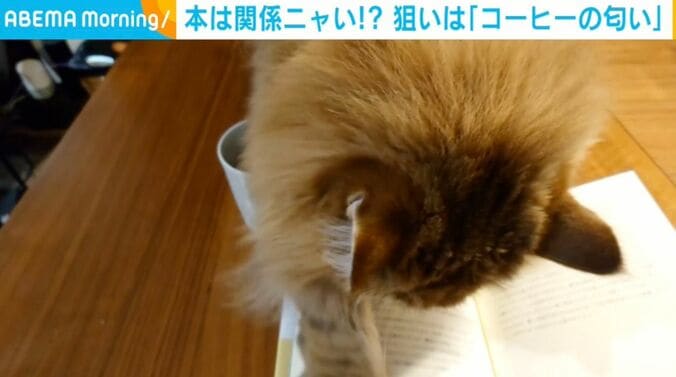 猫のミシェルちゃん