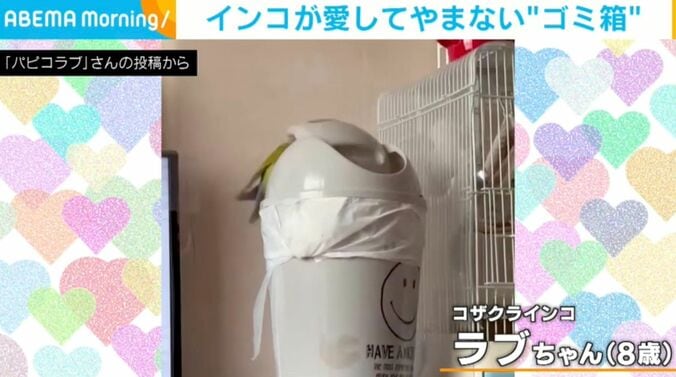 コザクラインコのラブちゃん