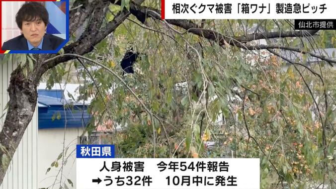 民家の木をのぼるクマ