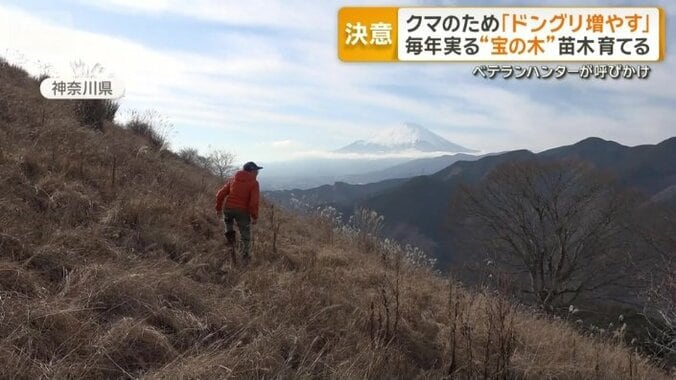クマの食べ物を人里から離れた山に増やす取り組み