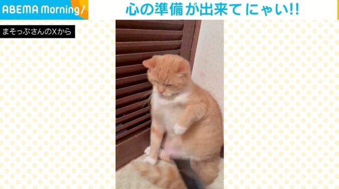 猫のさつま君（10歳）