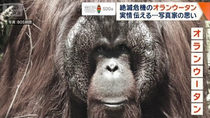 オランウータン