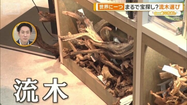 流木