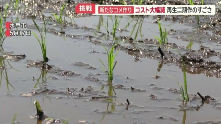 青々とした苗