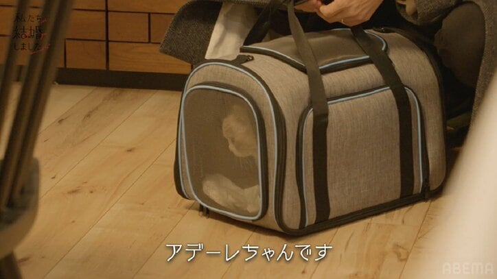 貴島明日香、15歳年上夫との新居に猫を迎え大興奮！夫婦で夢中に「かわいすぎて、どうしよう…」『私たち結婚しました4』第3話