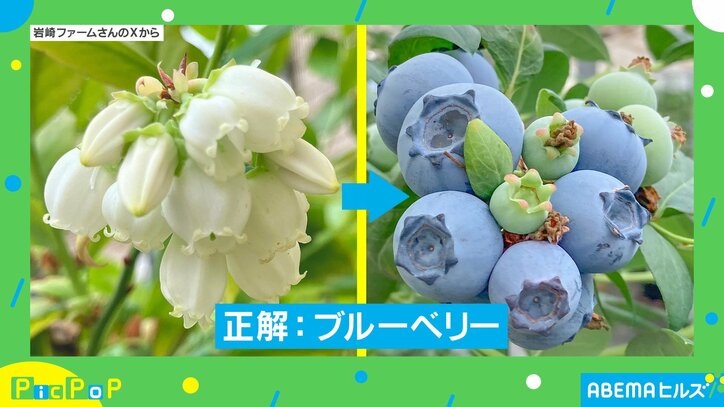 ブルーベリーが変化した姿