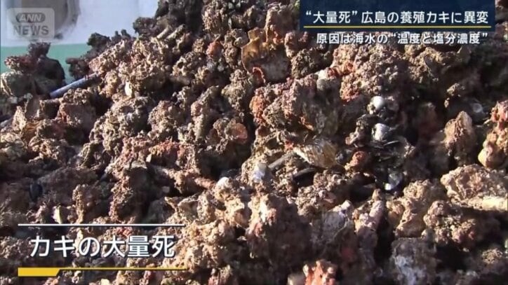 カキの大量死