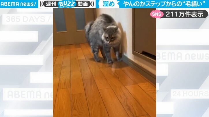 【写真・画像】どっちがイモリでどっちがヤモリ？ 違いがひと目でわかる“歩き方比較映像”に反響！「イモリのドタドタ感が面白い」　1枚目