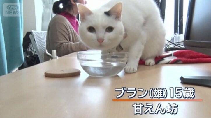 ブラン（雄）15歳