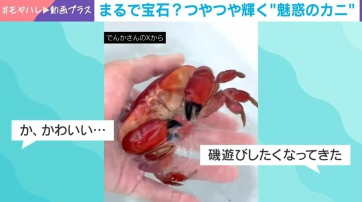 アカマンジュウガニ