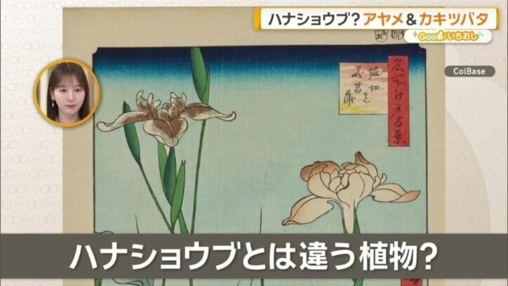 ハナショウブとは違う植物だという説も