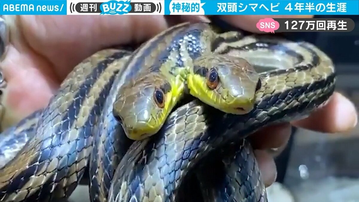 希少な“双頭”ヘビ、4年半の生涯に幕 「天国では2匹仲良く…」ネットで