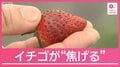 【異常】イチゴが焦げる影響も「4月とは思えない」記録的な暑さ