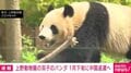 上野動物園の双子のパンダ 1月下旬に中国返還へ
