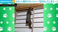 飼い主「甘やかしてしまう…」容赦なく障子を破っていく猫に「ロッククライミングに目覚めた?」「貼り直し決定w」など反響