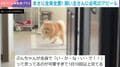 「い・か・な・い・で!!」ポメラニアンが全身で必死の訴え…留守番の寂しさ爆発させる姿に「地団駄踏むんだ」「大好きなんだろうな」と反響