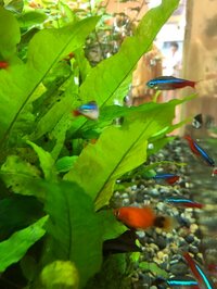 秋吉久美子『ついに整形外科へ』