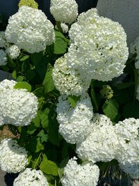 原田龍二の嫁『留学から1ヶ月』