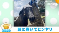 【映像】2歳娘と水遊びをする馬たち
