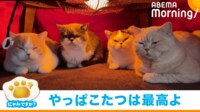 【映像】こたつに集まる猫たち