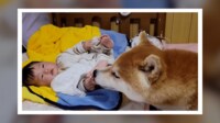 赤ちゃんと一緒に寝たい柴犬の溺愛っぷり