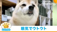 【映像】夕飯を食べ終わり必死に眠気に耐える犬(ウトウトする姿も)