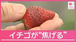 【異常】イチゴが焦げる影響も「4月とは思えない」記録的な暑さ
