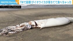 打ち上げられた「ダイオウイカ」の“実食ルポ”が話題「噛めば噛むほど塩化アンモニウムの…」