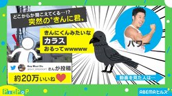 「鳴き声が“きんに君”のカラス」に爆笑の嵐！ 撮影者「思いっきりパワー！って言っててツボりましたｗ」