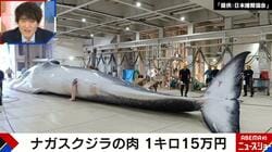 ナガスクジラが異例の“精肉”として市場へ 1キロ15万円で落札