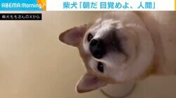 「朝だ！目覚めよ、人間」早朝から“無言の圧”をかける柴犬に「イヌハラではなく見守りw」「二度寝は許さないワン」など反響